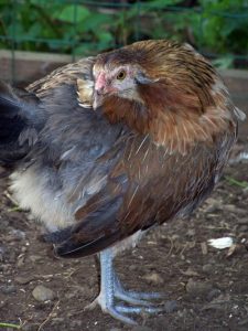 Raising Chickens for Rookies Image